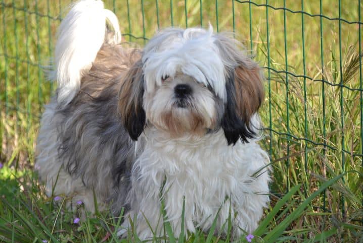 raca de cachorro que vive mais shih tzu