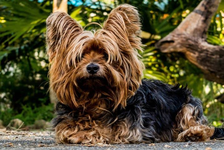 raca de cachorro que vive mais yorkshire terrier