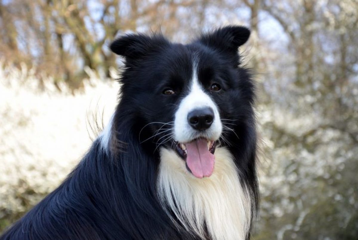 Tipos De Pelo De Cachorro Conheca A Pelagem Do Seu Pet Petz