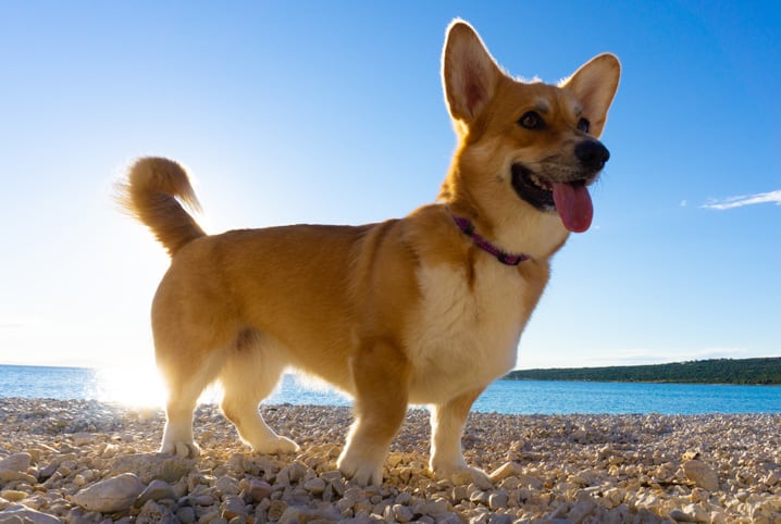 cachorro corgi pet