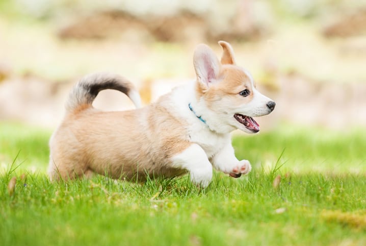 cao corgi