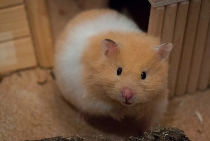 tumor em hamster