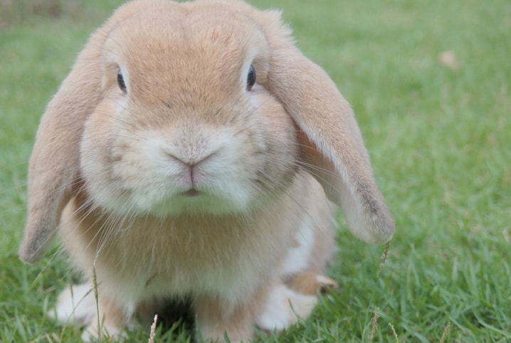 alimentos para coelhos roedores