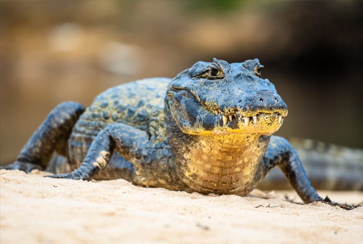 especies ameacadas de extincao jacare