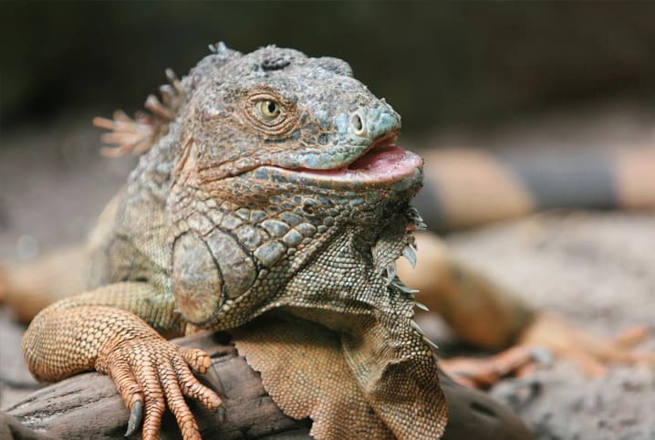 Iguana de estimção: recebendo o bichinho em casa | Petz