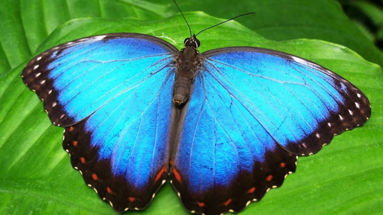60 curiosidades sobre as borboletas
