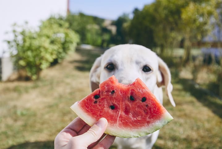 Cachorro próximo de uma fatia de melancia.