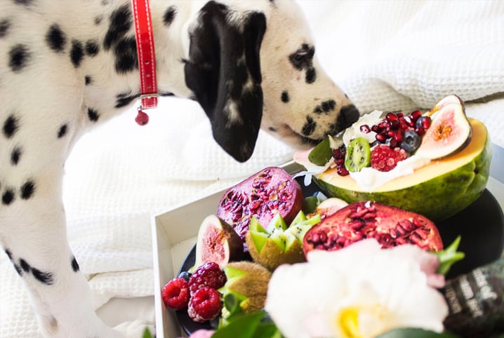 Cachorro dálmata cheirando as frutas.