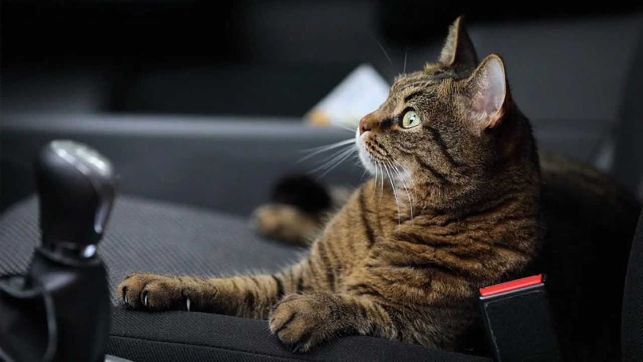 Pet sitter ou hotelzinho: onde deixar o gato quando viajar?