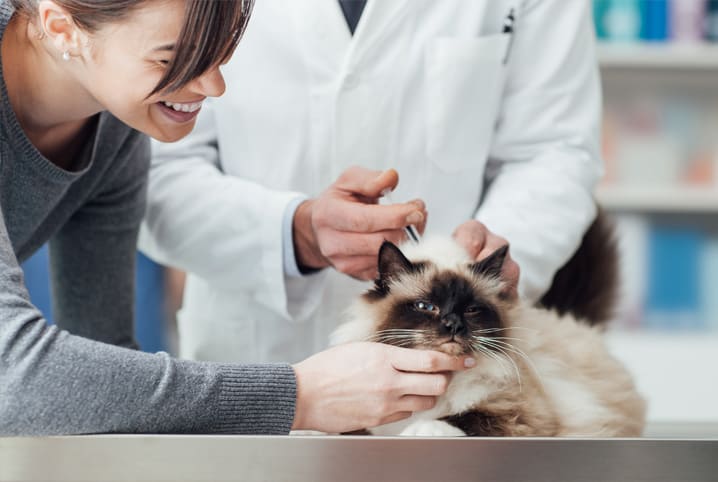 primeiros socorros cachorros e gatos