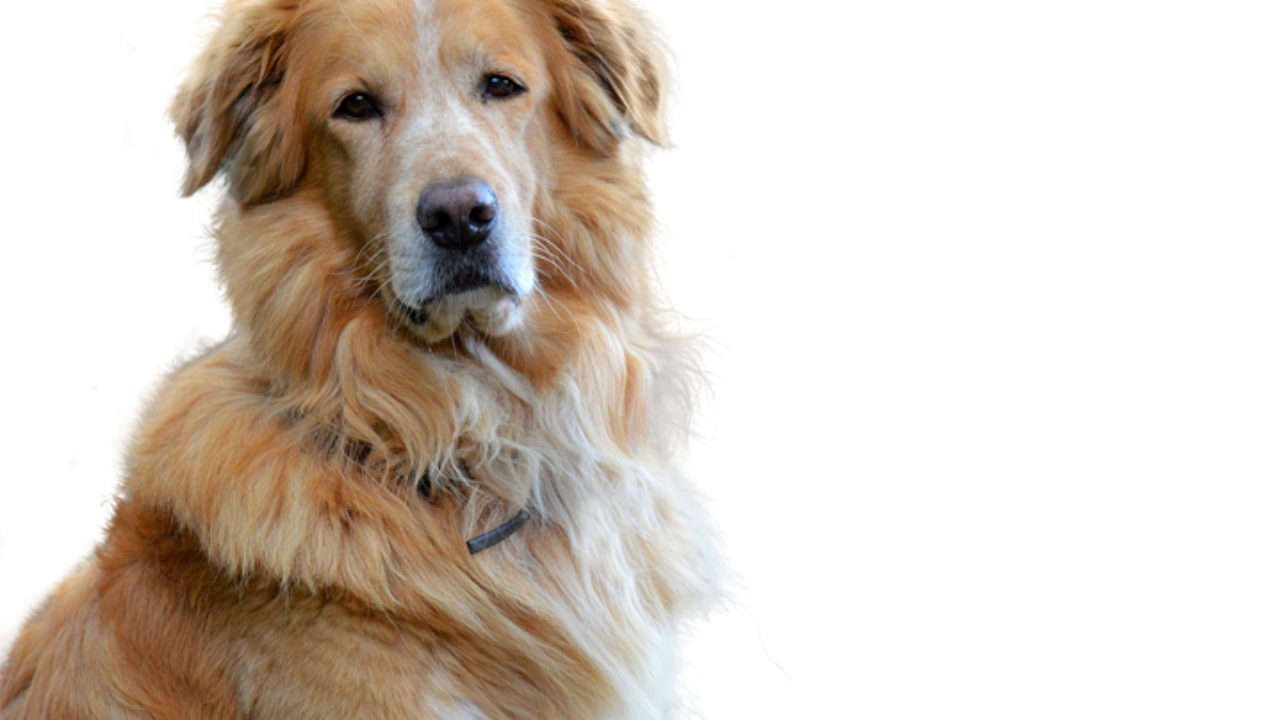Raças de cachorro grande: conheça 7 cães enormes