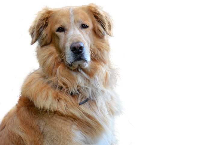 Raças de cachorro gigantes e suas características – Fatos Desconhecidos