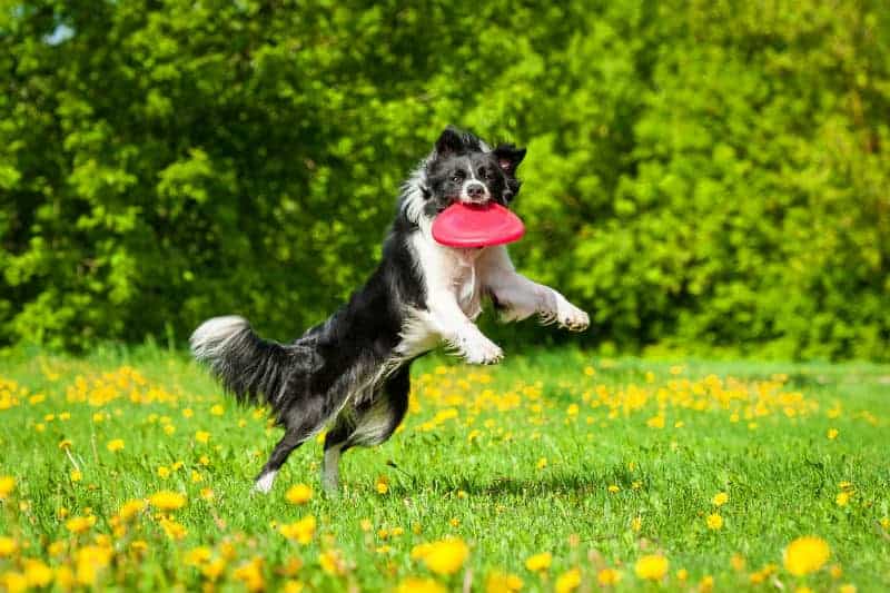 cachorro brincando