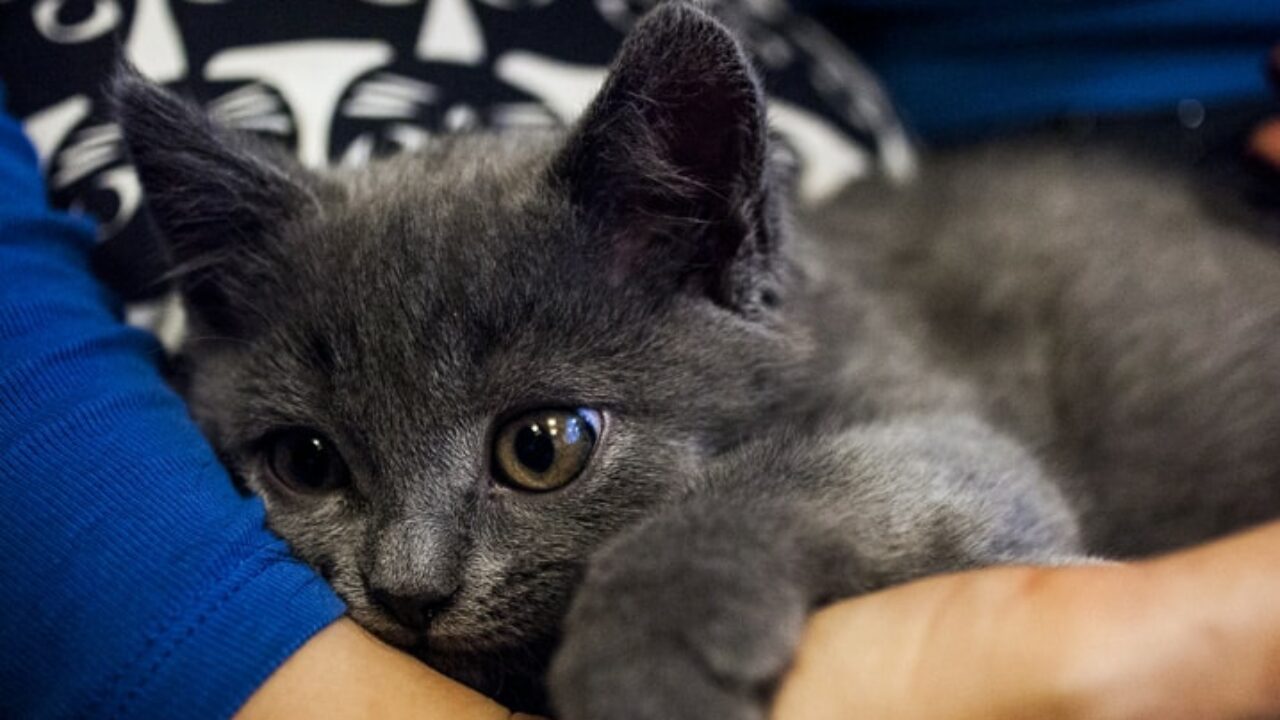 Gato filhote pode tomar remédio de verme? Veja!| Petz