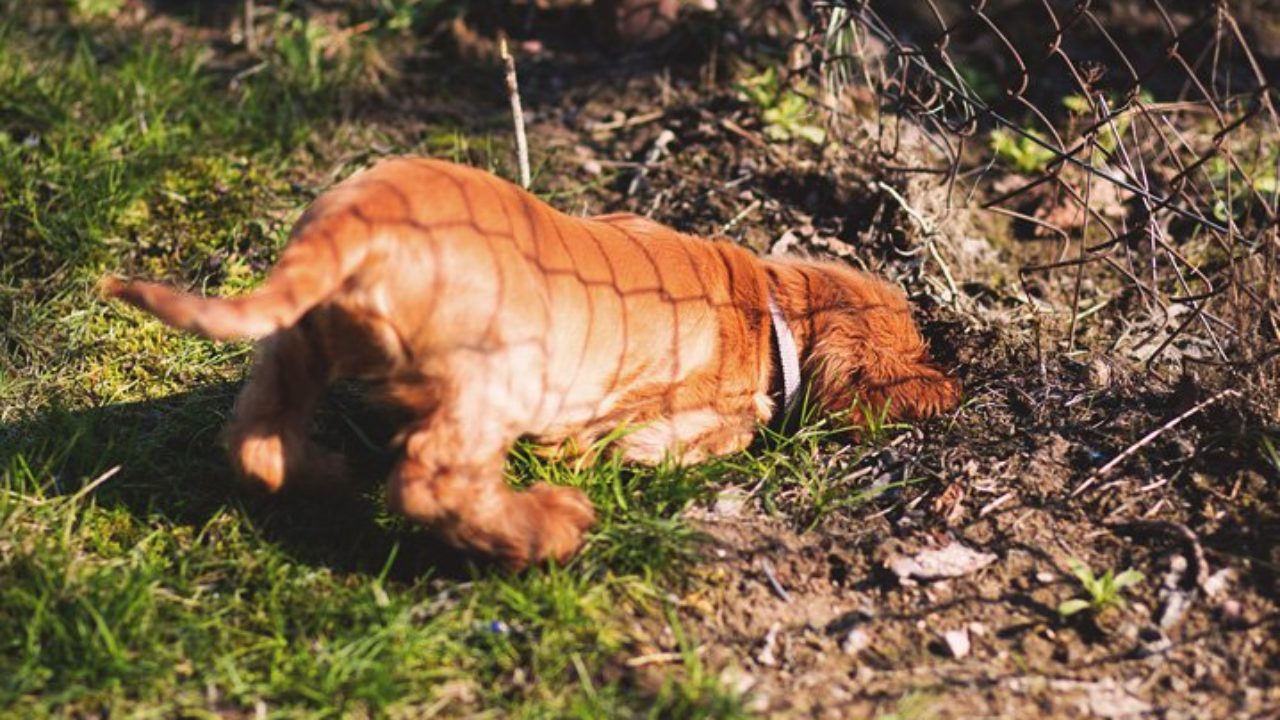 Cachorro comendo terra? Entenda o que pode ser | Petz