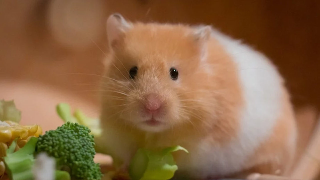 7 curiosidades sobre hamsters! | Petz