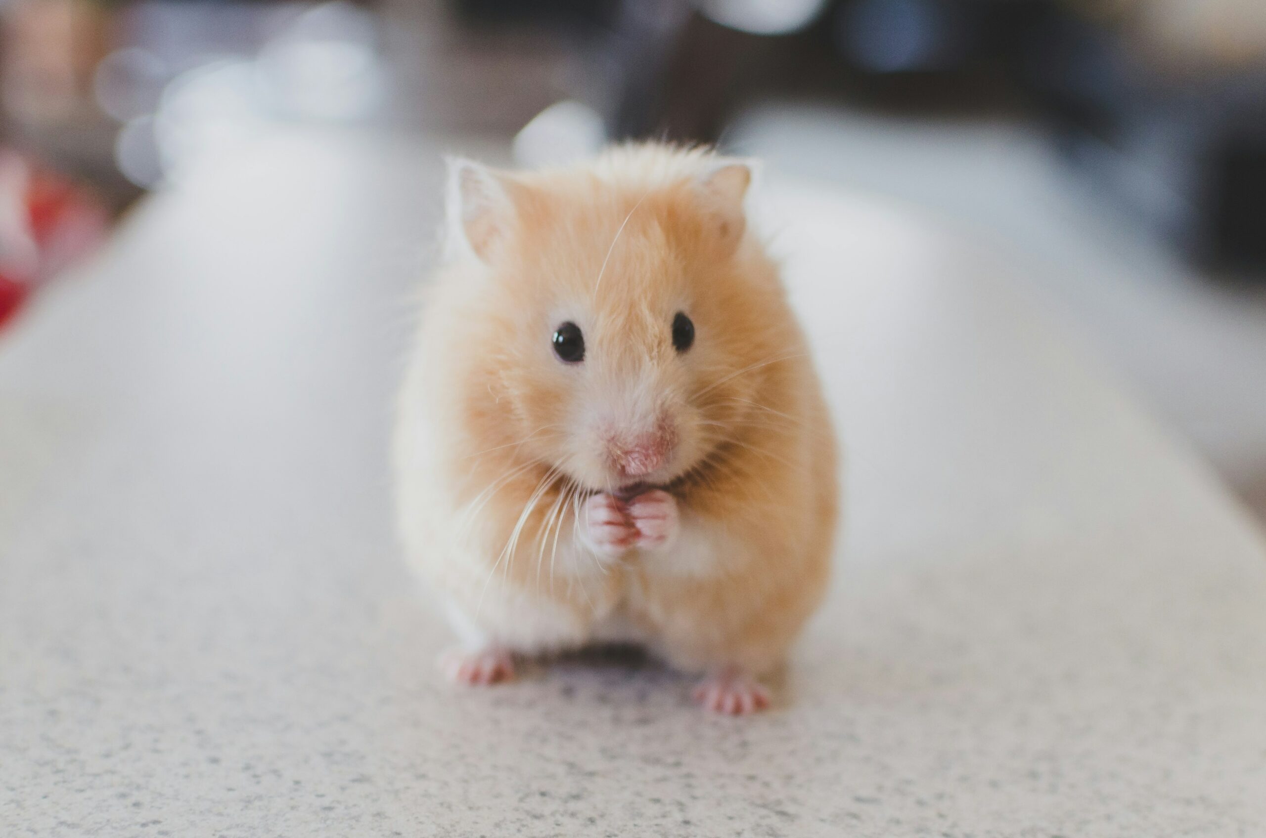 Hamster de pelo bege.