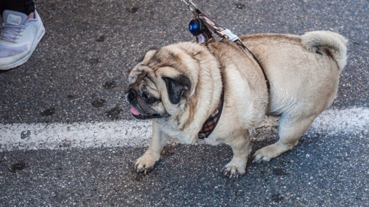 Qual a melhor ração para cachorro emagrecer: confira | Petz