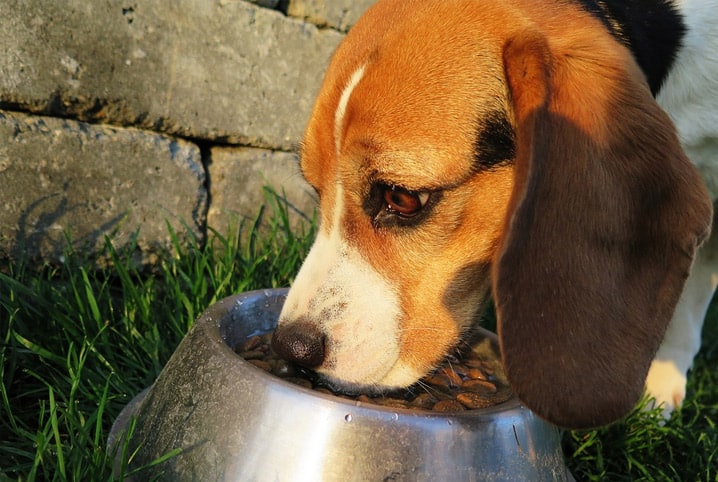 cachorro comendo ração