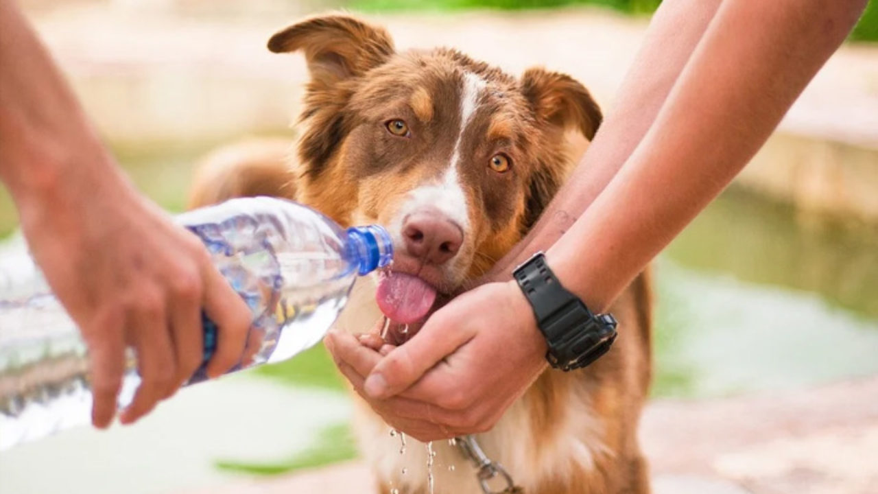 Cachorro sente calor: o que fazer nessa situação | Petz