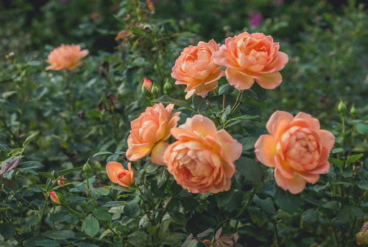 Tipos de rosas: conheça as mais populares! | Petz