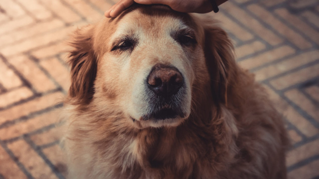 Refeição caseira para cachorro: veja dicas de como fazer, Como Será -  Interatividade