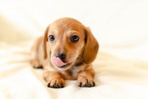 Cachorro filhote com pelos bege com a língua de fora.