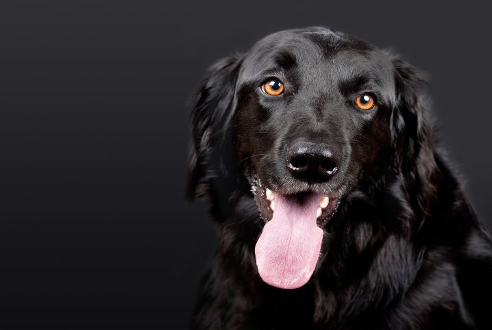 Cachorro com pelos pretos e olhos castanhos com a boca aberta e a língua de fora.