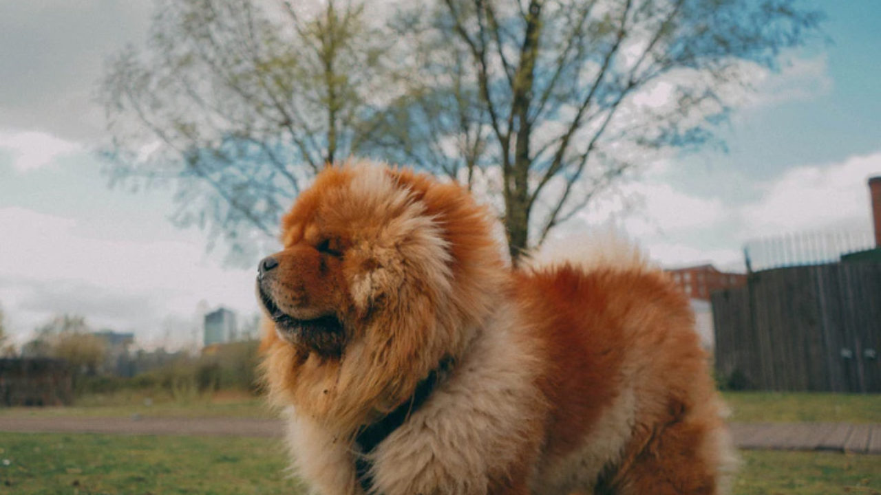 Cachorro Chow Chow E Perigoso Descubra Petz