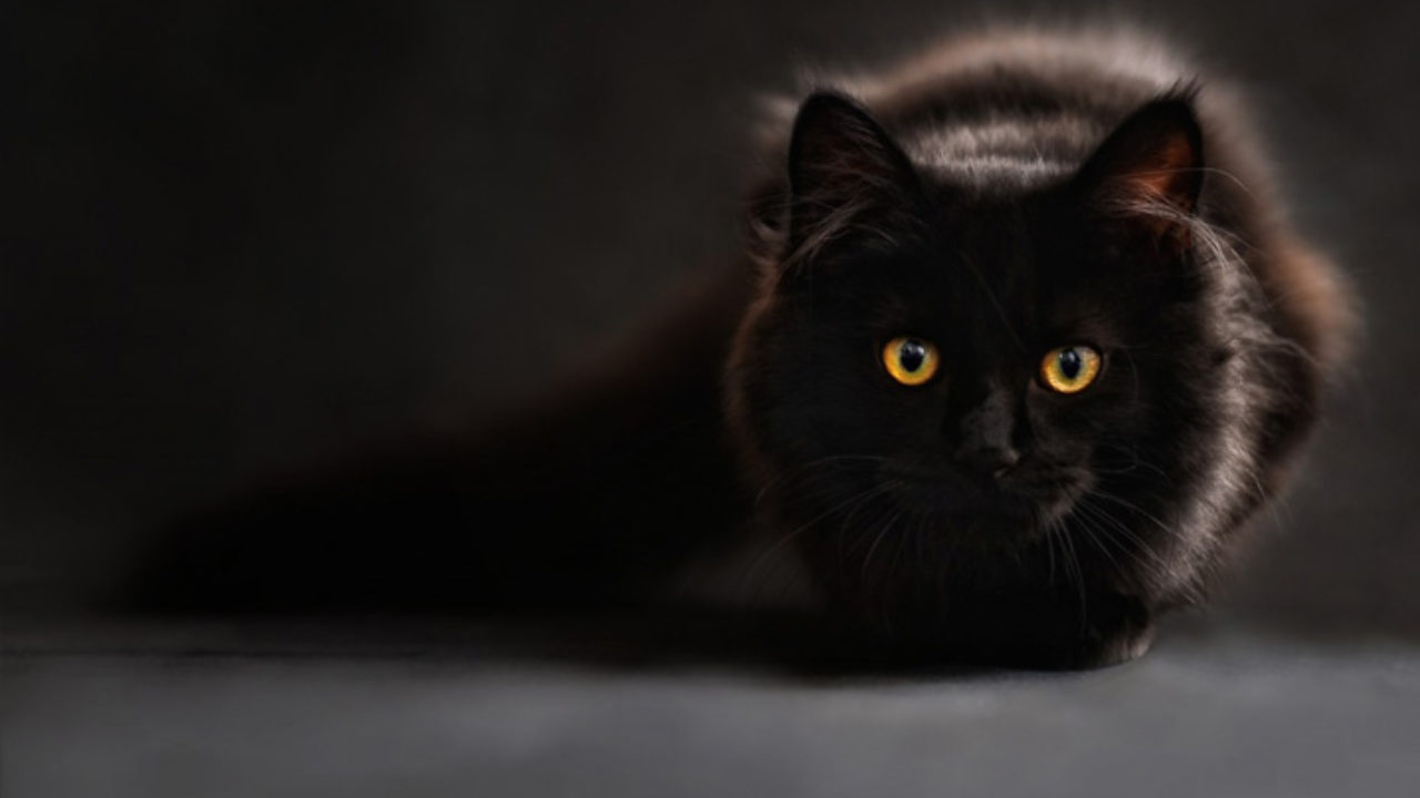 Nomes para gatos pretos: confira dicas e inspirações