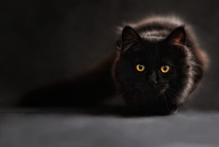 12 ideias de nomes para gato preto - NSC Total