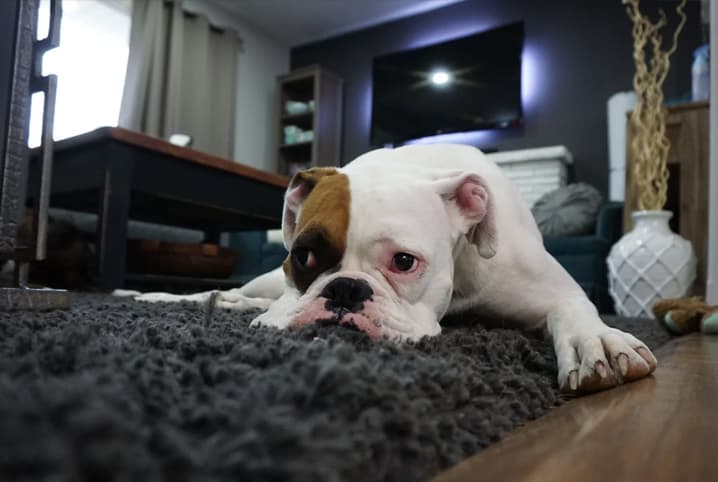 cachorro deitado em cima do tapete triste