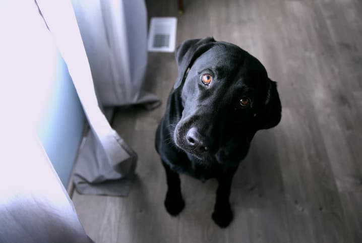 cachorro com olhar pidão 