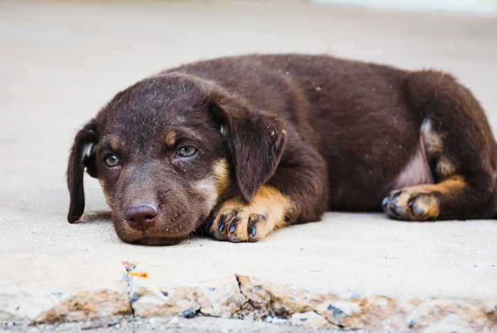 filhote de cachorro marrom deitado no chão