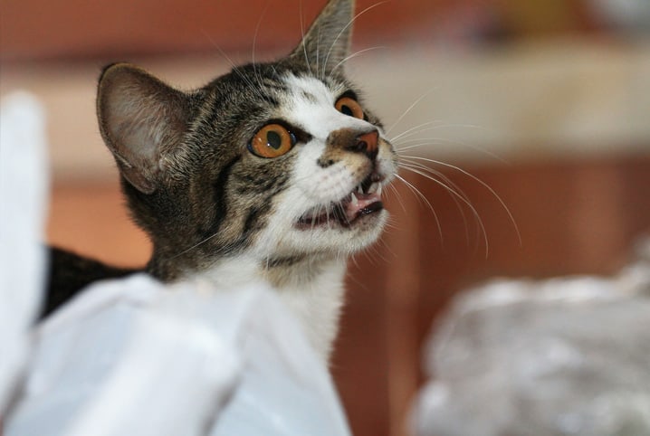 Gato de pelo cinza e branco miando.