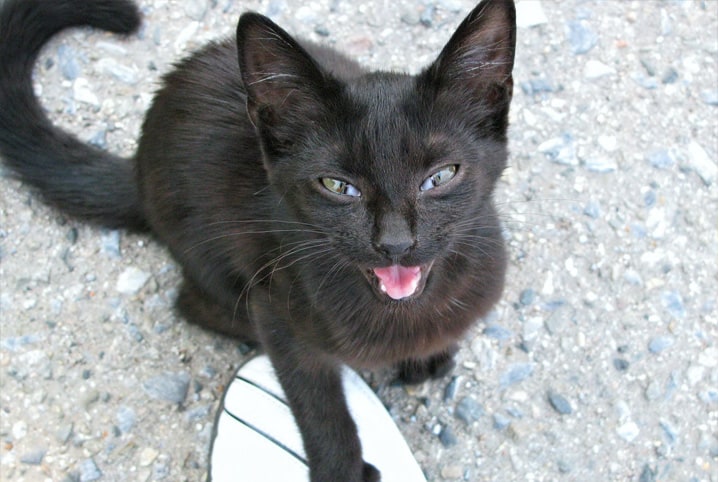 Gato preto miando.