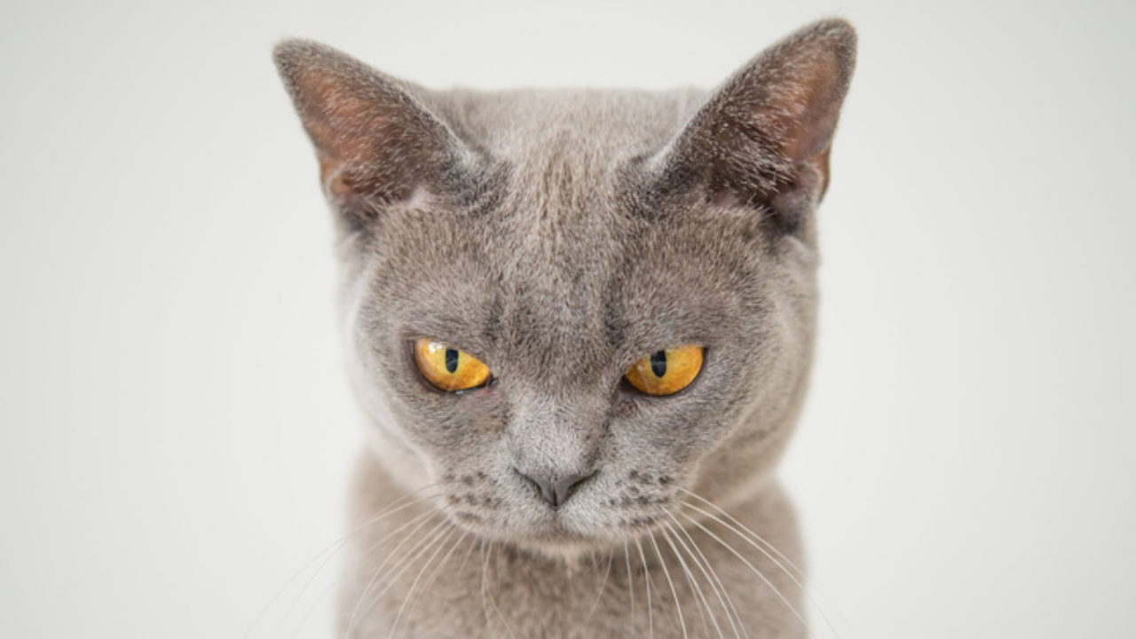 Como RELAXAR um GATO ESTRESSADO 🐱 Reduza o Estresse em Gatos! 