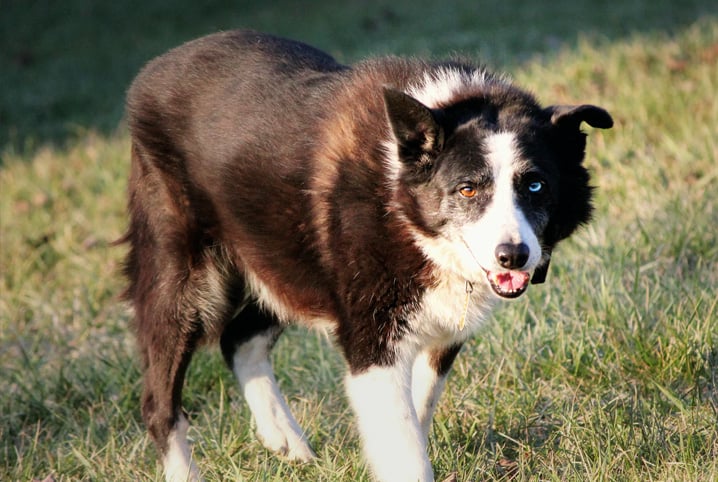 heterocromia em cachorro