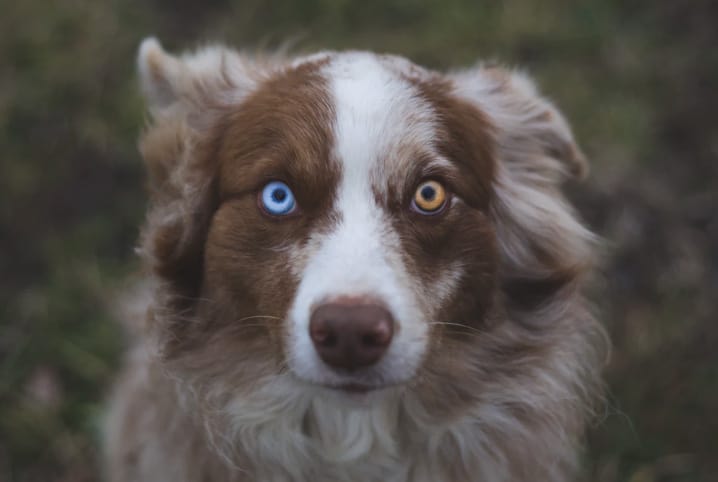 cachorro com heterocromia