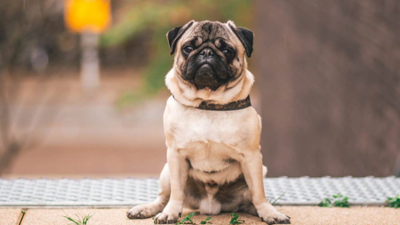 Máscara para cachorro: dou ao pet em época de coronavírus? | Petz