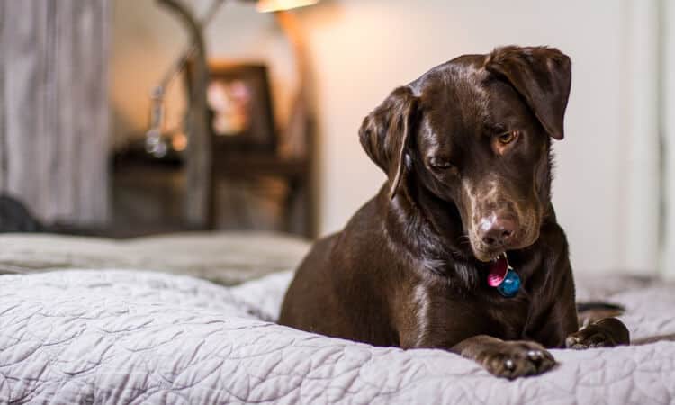 Cachorro em cima da cama olhando para o chão.