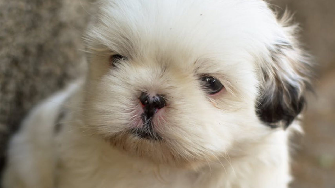 Cruzamento de Lhasa apso com Shih-tzu: como identificar? | Petz