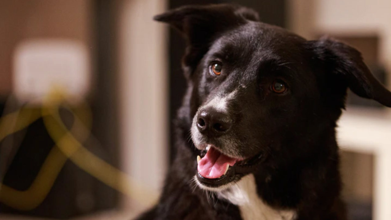 Câncer de mama em cachorro: comum e silencioso