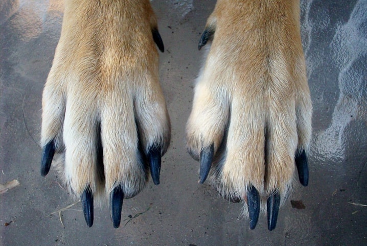 como cortar unhas de cao