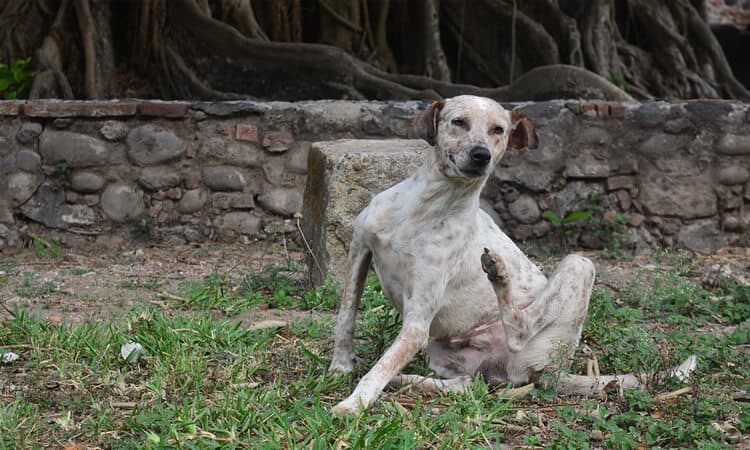 cachorro com coceira e ferida