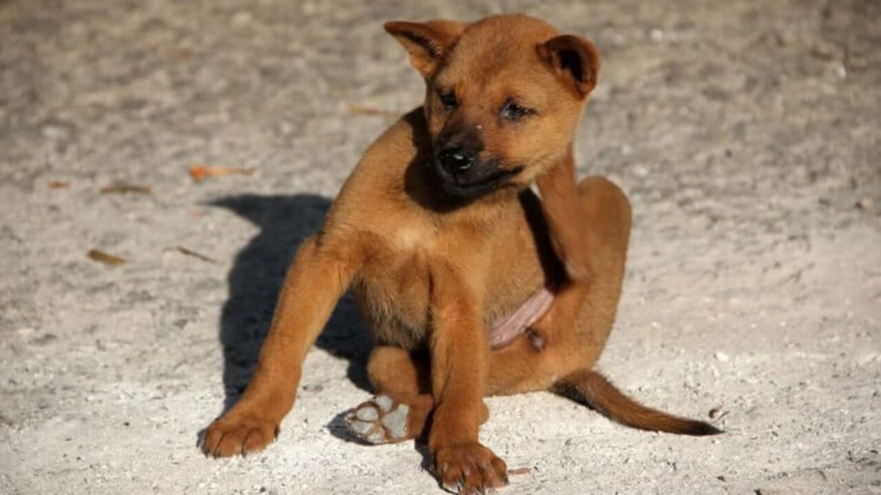 Cachorro com coceira e feridas: como ajudar o peludo I Petz