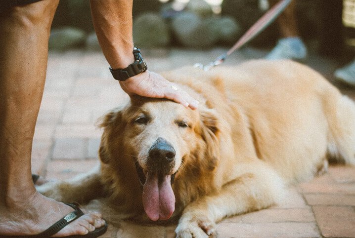 Onde Golden Retriever gosta de carinho?