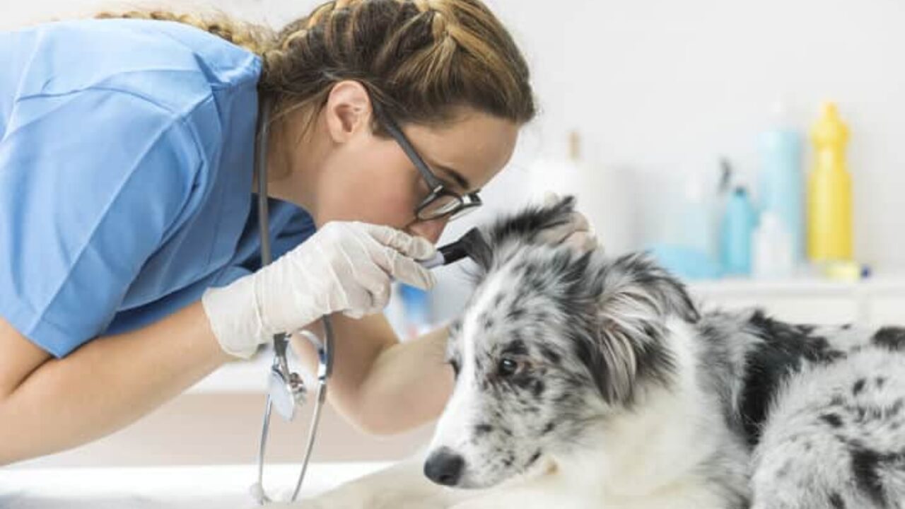 O que pode ser cera preta no ouvido do cachorro? | Petz