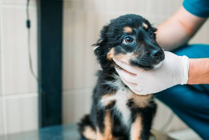 Cachorro filhote sendo examinado pelo veterinário.