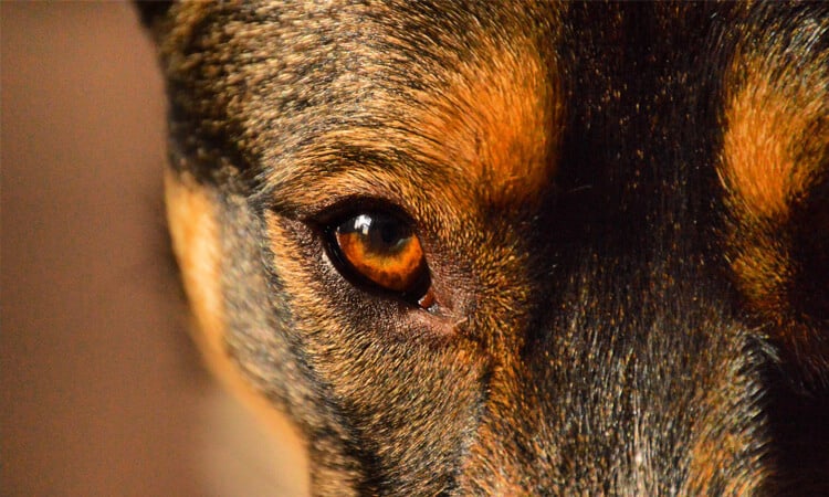 Olho castanho de cachorro vira-lata.